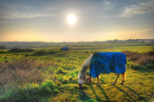 Horses in HDR
