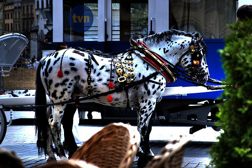 Horses in HDR