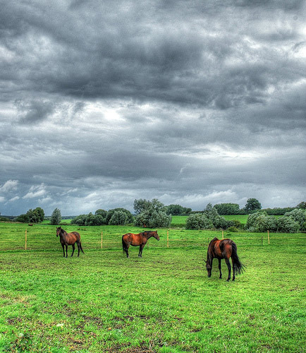 Horses in HDR