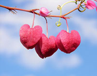 Hearts