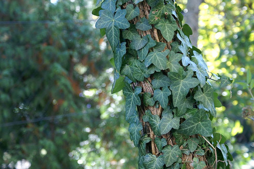 Branching Ivy