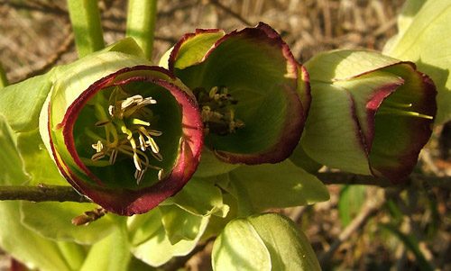 Hellebore