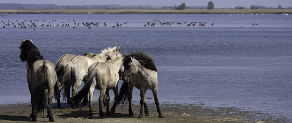 Horse herd