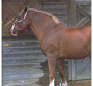 Belgian Draft Horse