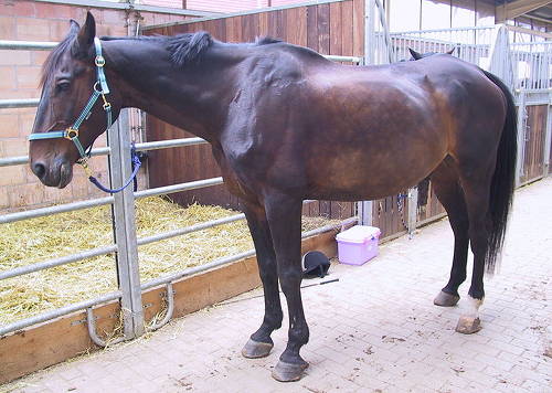 Hessen Horse