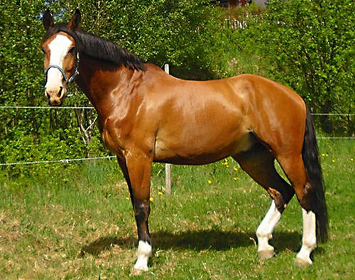 Holsteiner Horse