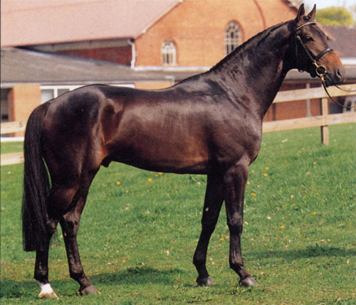 Holsteiner Horse