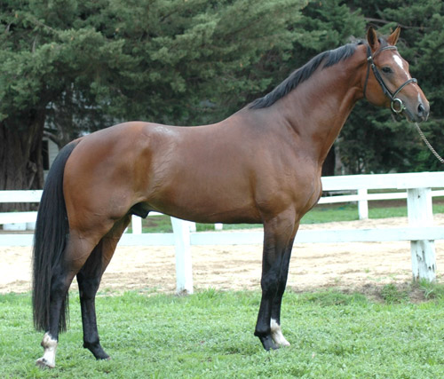 Holsteiner Horse Holsteiner Horse