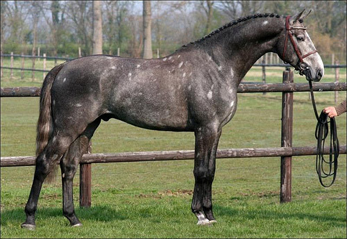 Holsteiner Horse