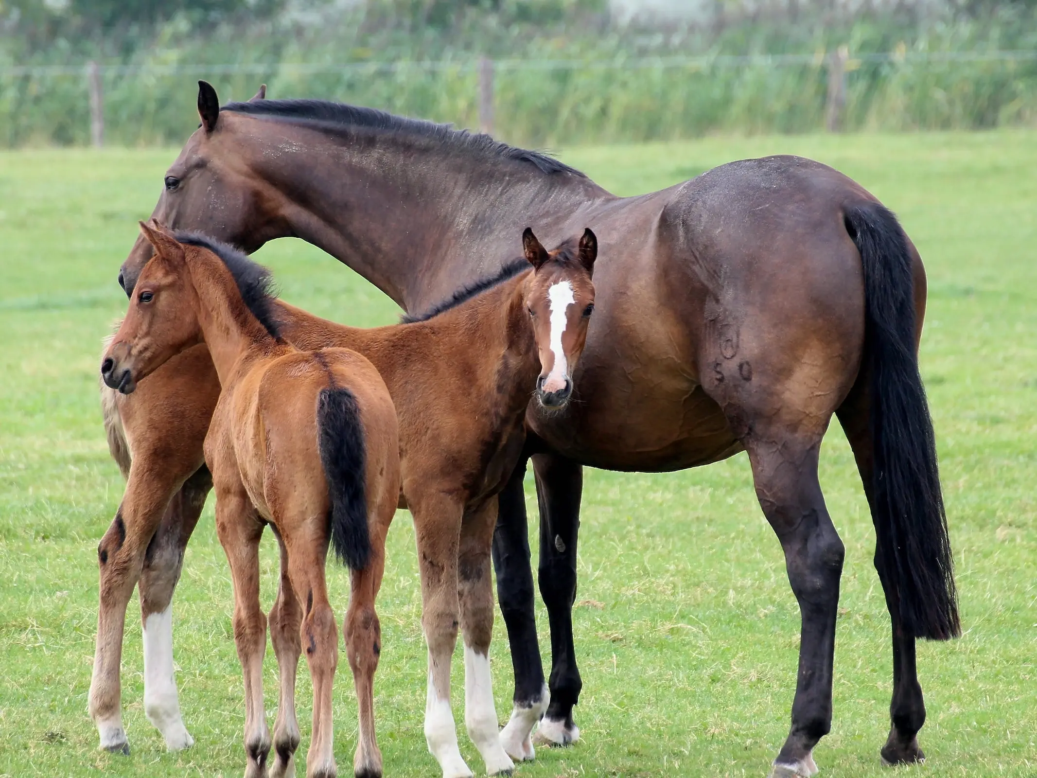 holsteiner horse