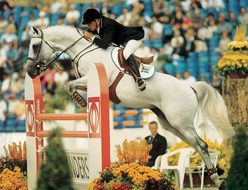 Holsteiner Horse