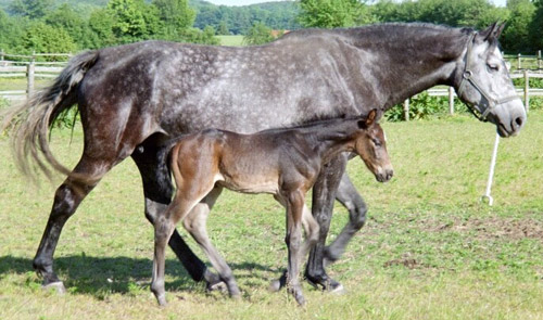 Holsteiner Horse