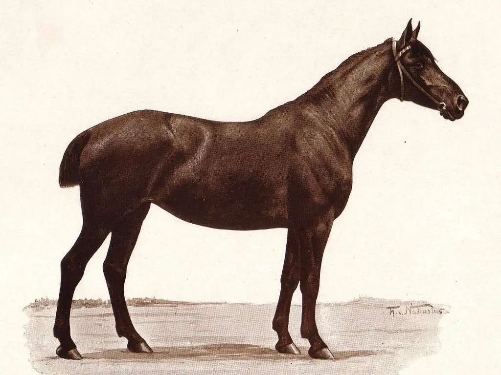 holsteiner horse