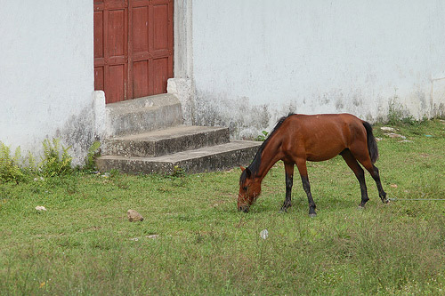 Horse grazing in Honduras