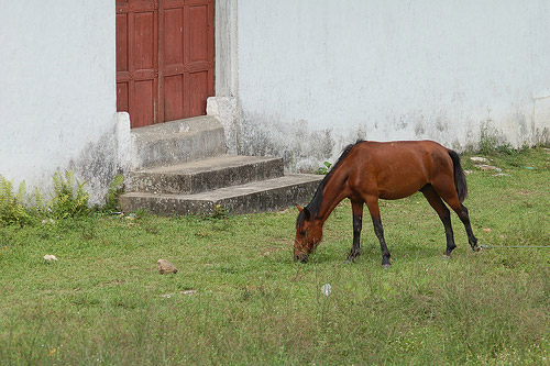 Horse grazing in Honduras Horse grazing in Honduras