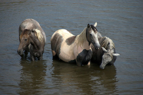 Horse wading in Honduras Horse wading in Honduras
