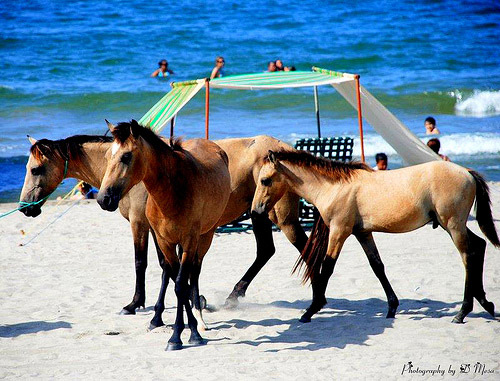 Horses on the beach in Honduras