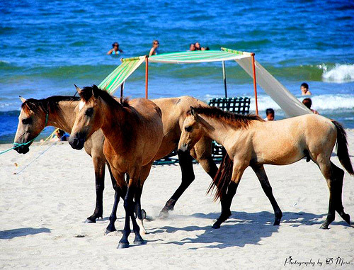 Horses on the beach in Honduras Horses on the beach in Honduras