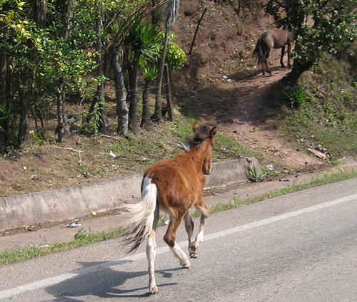 Horse on the road in Honduras