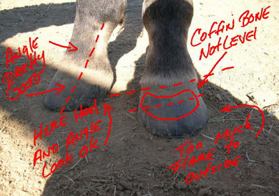 Farrier notes on an image of horse hoof