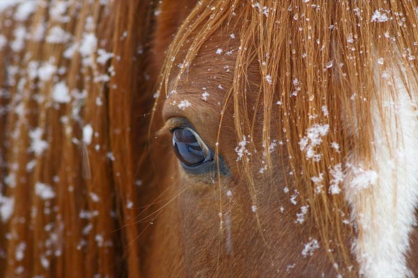 Horse macro