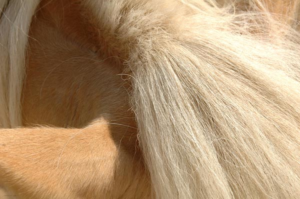 Horse macro