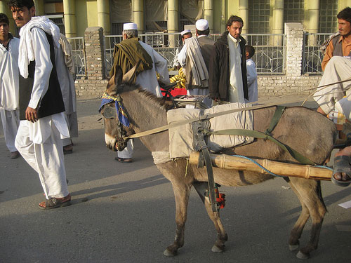 Horses in Afghanistan