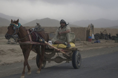 Horses in Afghanistan