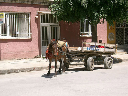 Horses in Albania Horses in Albania