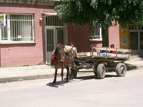 Horses in Albania