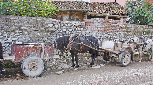 Horses in Albania Horses in Albania