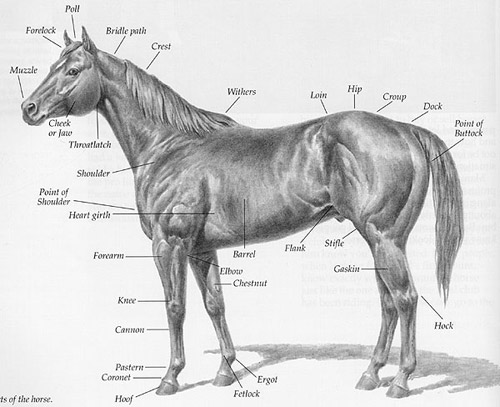 Horse anatomy Horse anatomy
