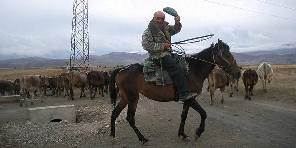 Horse in Armenia