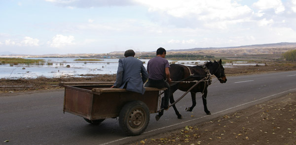 Horse in Armenia