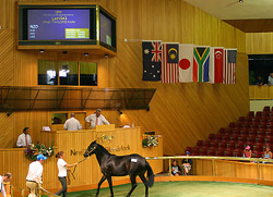 A horse auction