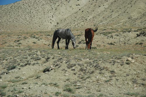 Horses in Azerbaijan