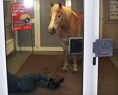 Horse inside a bank