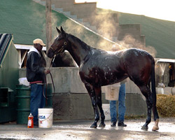 Horse Bath Time