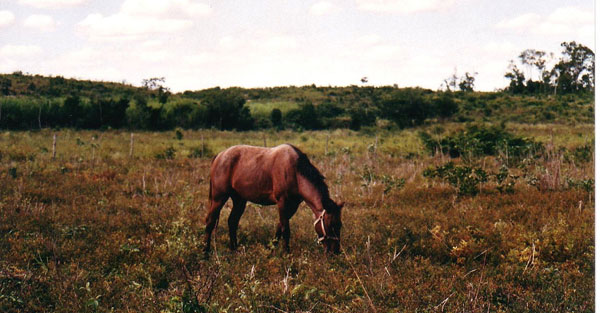 Horse in Belize
