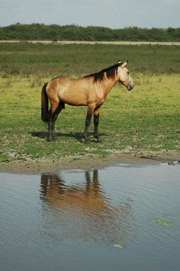 Horses in Belize Horses in Belize