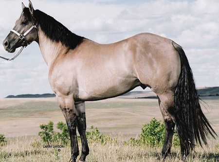 Horse Breed Quiz