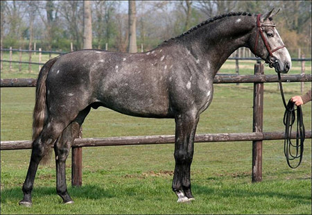 Horse Breed Quiz