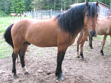 Horse Breed Quiz