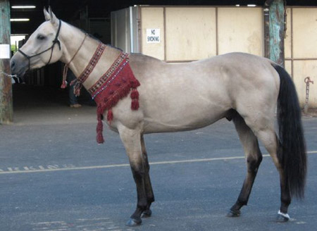 Horse Breed Quiz