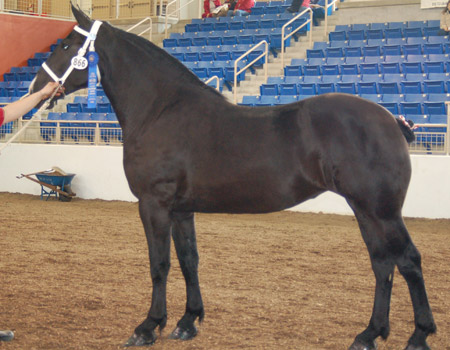 Horse Breed Quiz