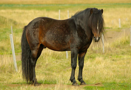 Horse Breed Quiz