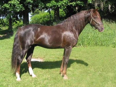 Horse Breed Quiz