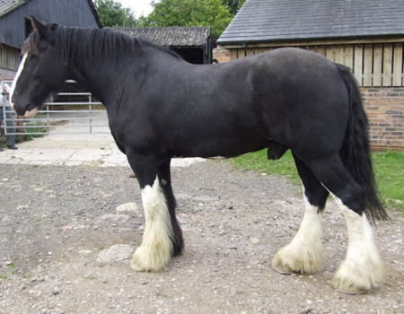 Horse Breed Quiz