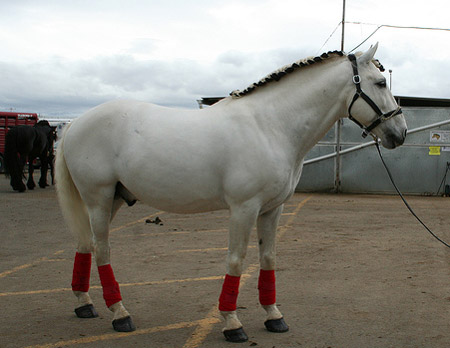 Horse Breed Quiz