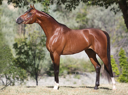 Horse Breed Quiz